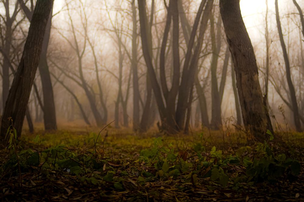 Photograph by Юрий Остапенко