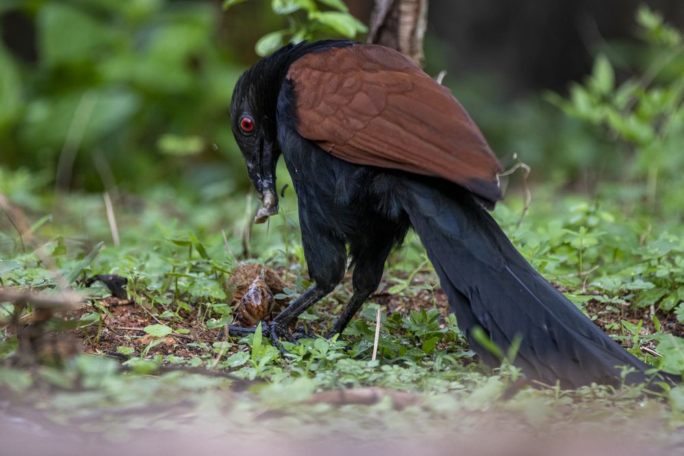 Photograph by Chamara Sulakkhana Polwatta Siriyalage
