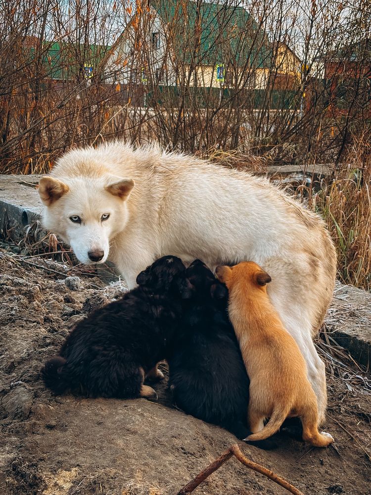 Photograph by Алёна Горошко