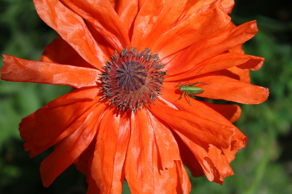 Photograph by Елена Коробченко