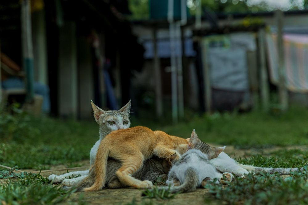 Фотография автора Shuvadeep Paul