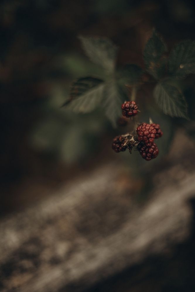Photograph by Ljudmila Stupak
