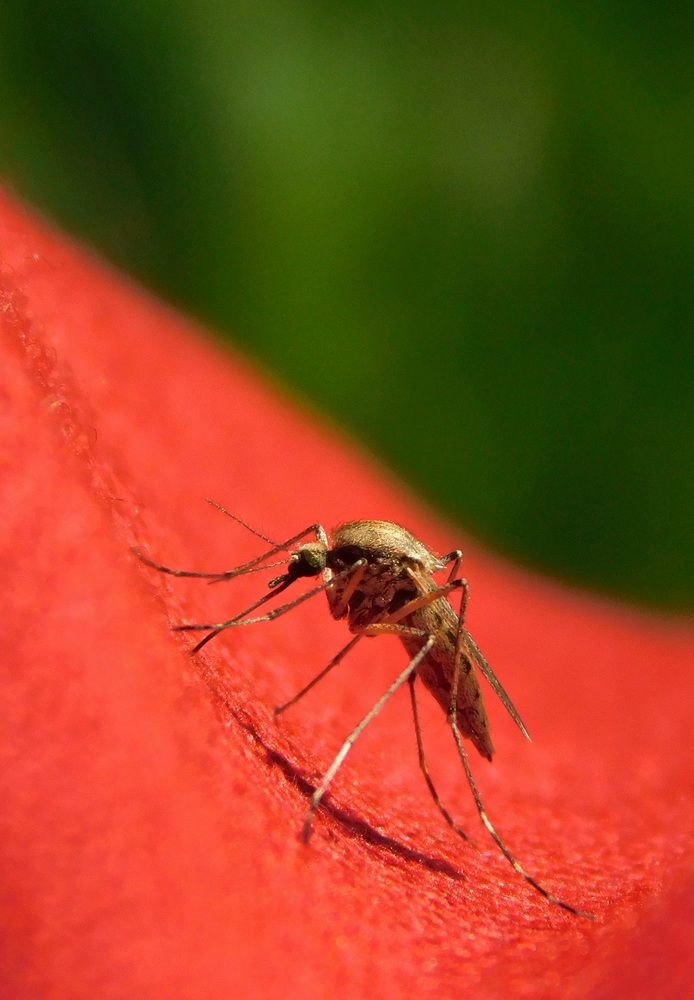 Photograph by Сергей Чеченов