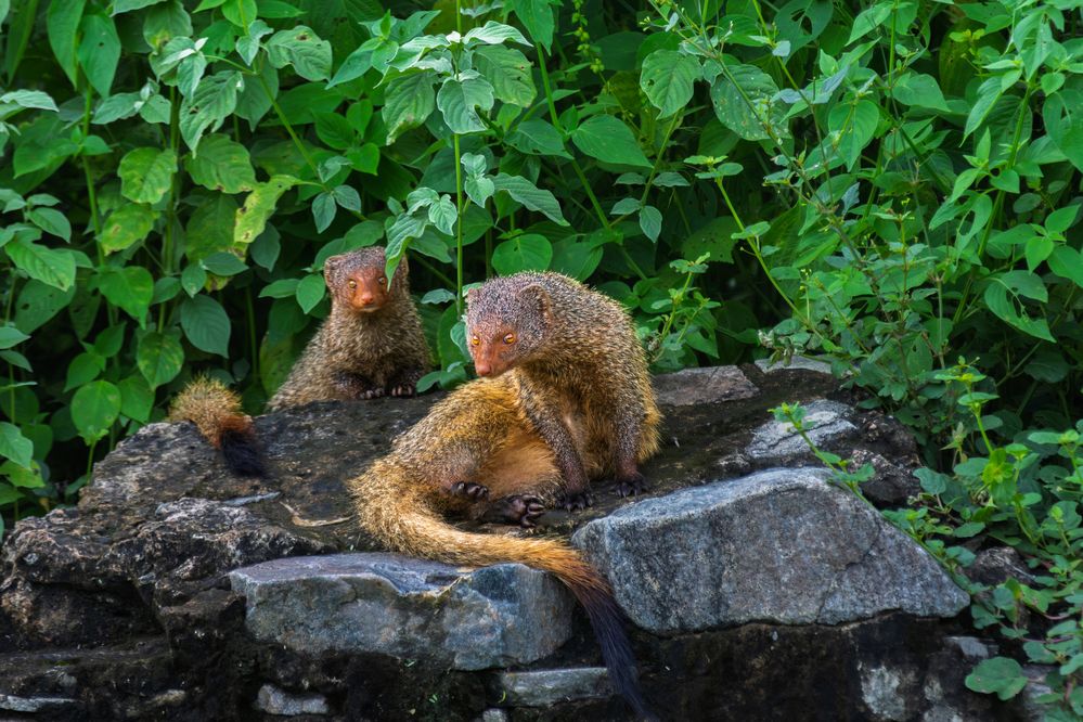 Photograph by Arkachanda Roy