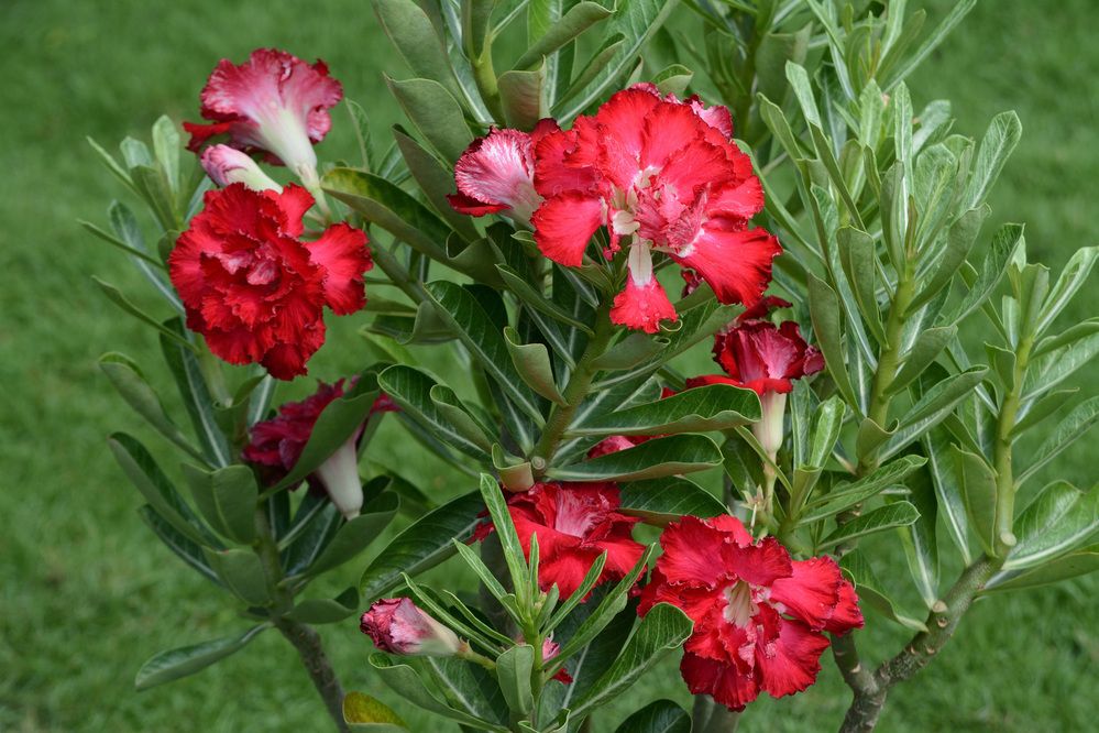 Photograph by Sudhakaran Kookiri