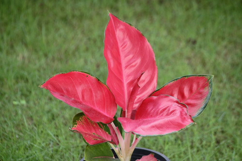 Photograph by Sudhakaran Kookiri