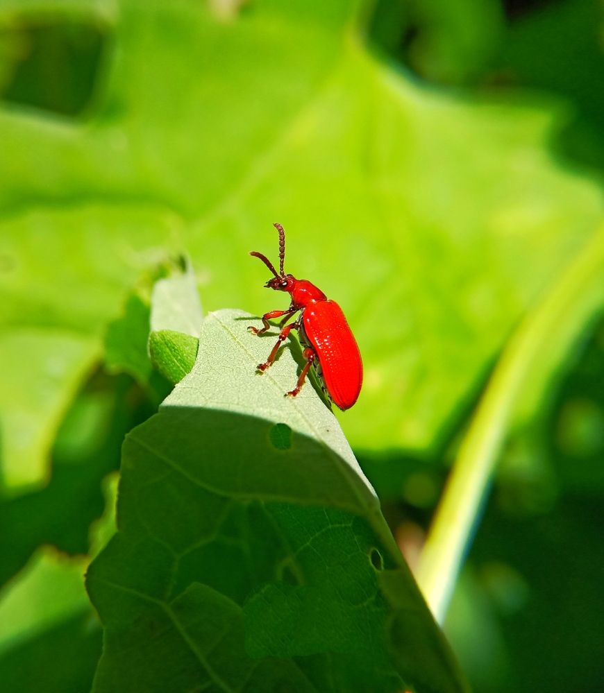 Photograph by Souvik Bhattacharyya