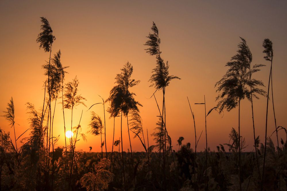 Photograph by Mohammad Shokoohi Rad