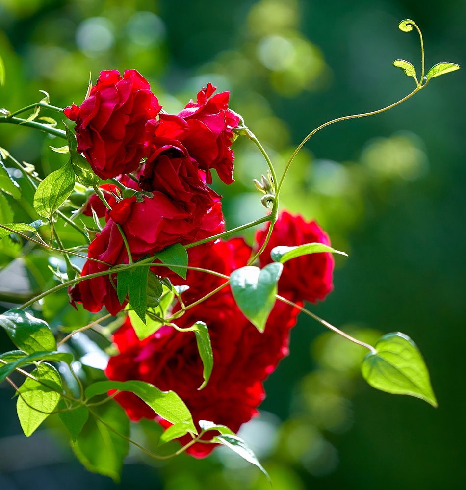 Photograph by Андрей Некрашевич