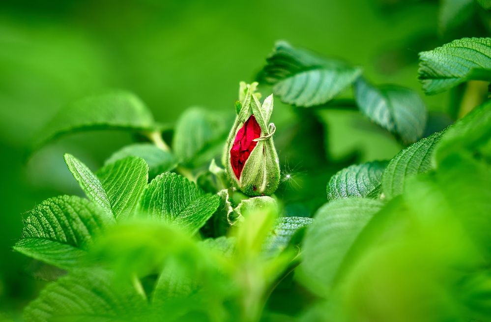 Photograph by Андрей Некрашевич