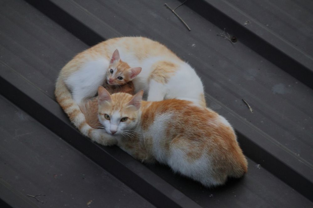 Photograph by Sudhakaran Kookiri