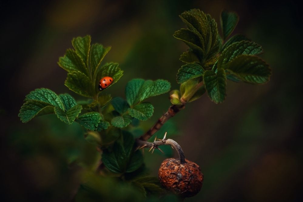 Photograph by Елена Чиликина