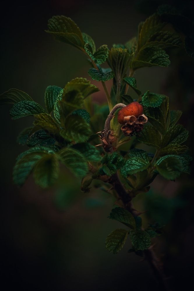 Фотография автора Елена Чиликина