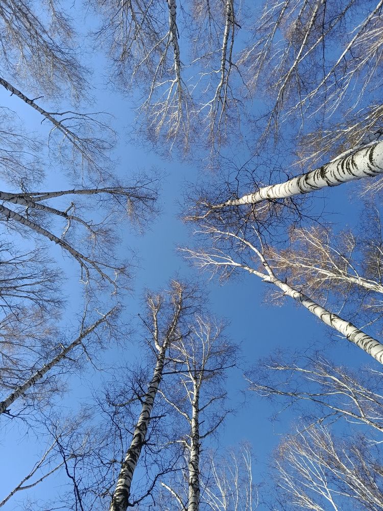 Фотография автора Ольга Петрова