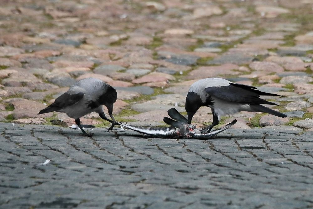 Photograph by Татьяна Бравая