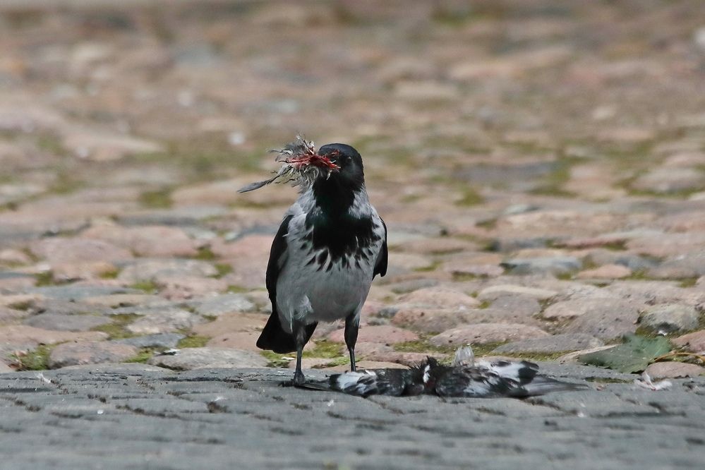 Photograph by Татьяна Бравая