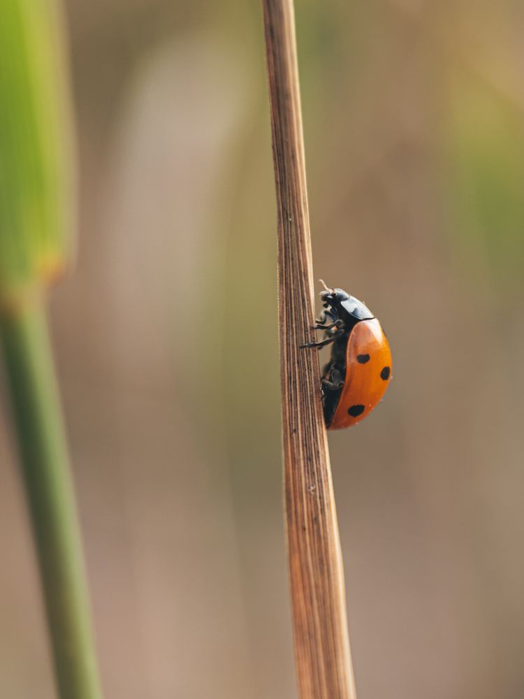 Photograph by Анна Голубцова