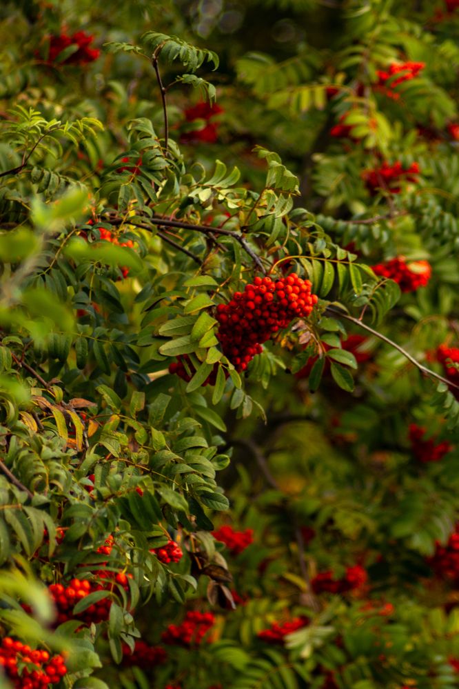Фотография автора Aamoda Kitchen