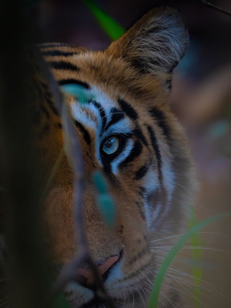 Photograph by Chinthu