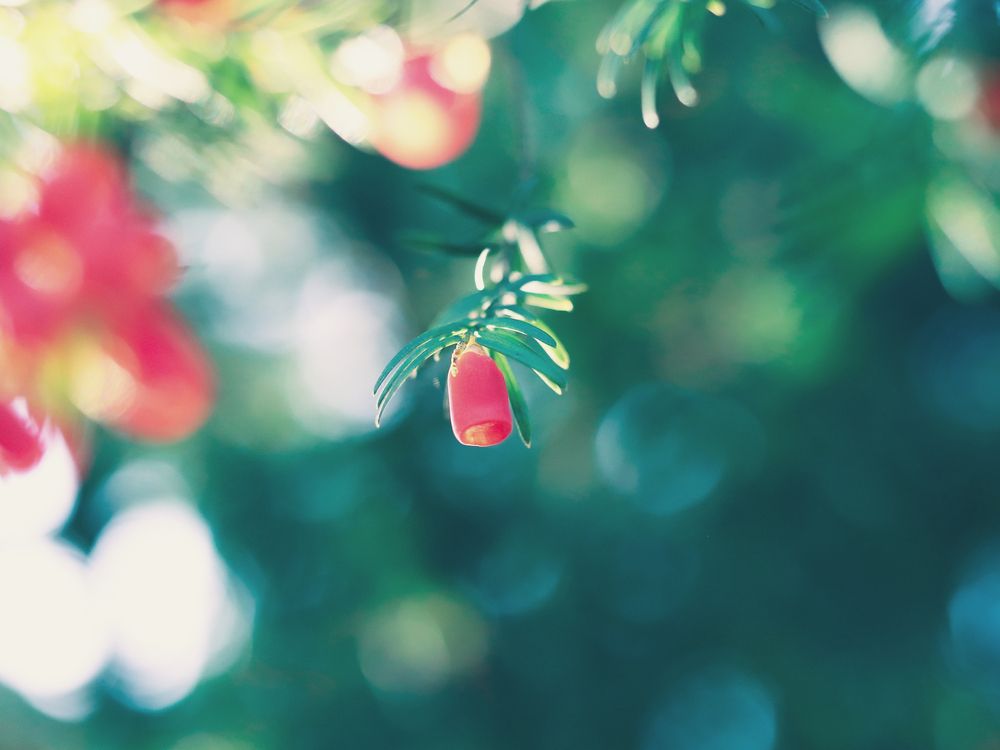 Фотография автора Micca