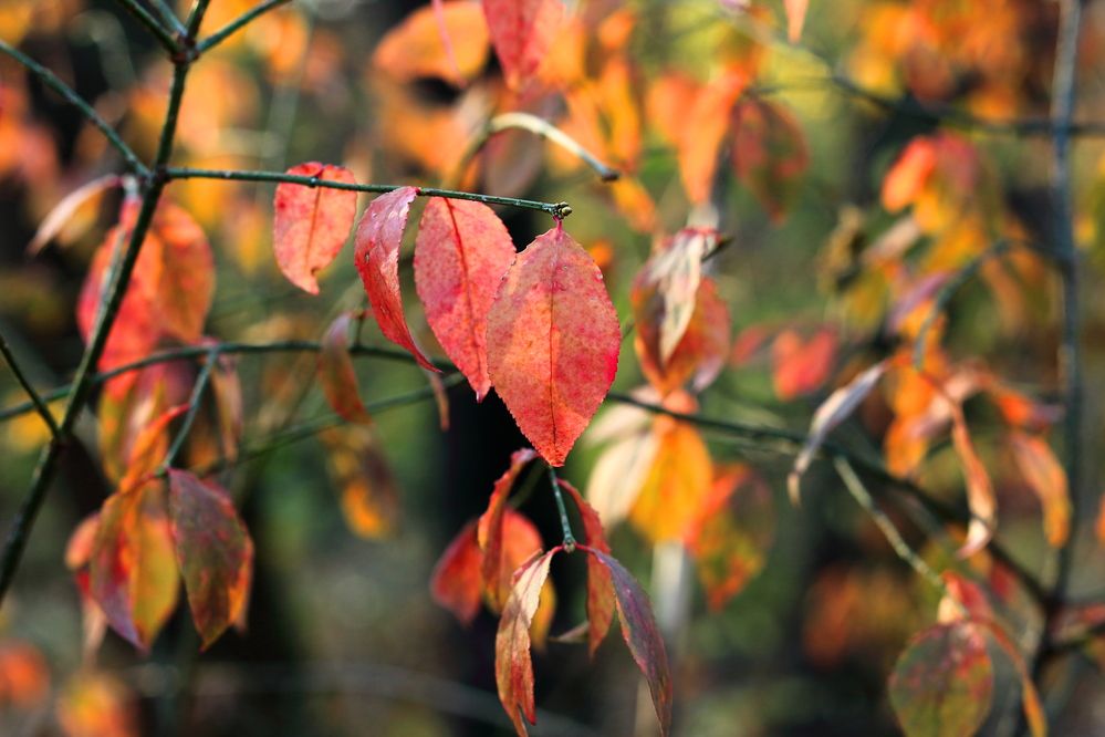 Фотография автора Micca