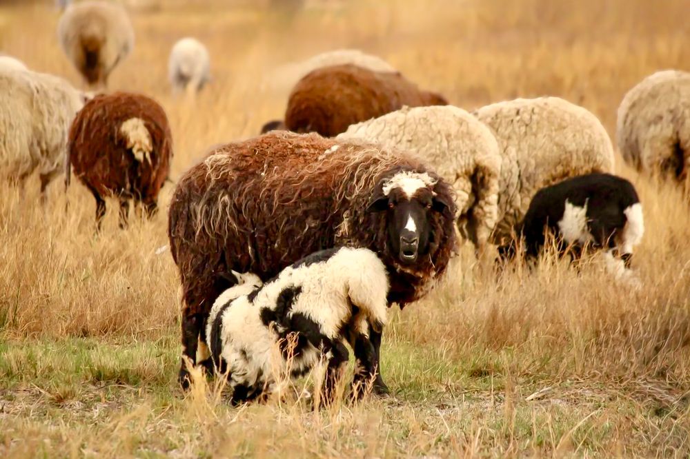 Овца с ягнёнком