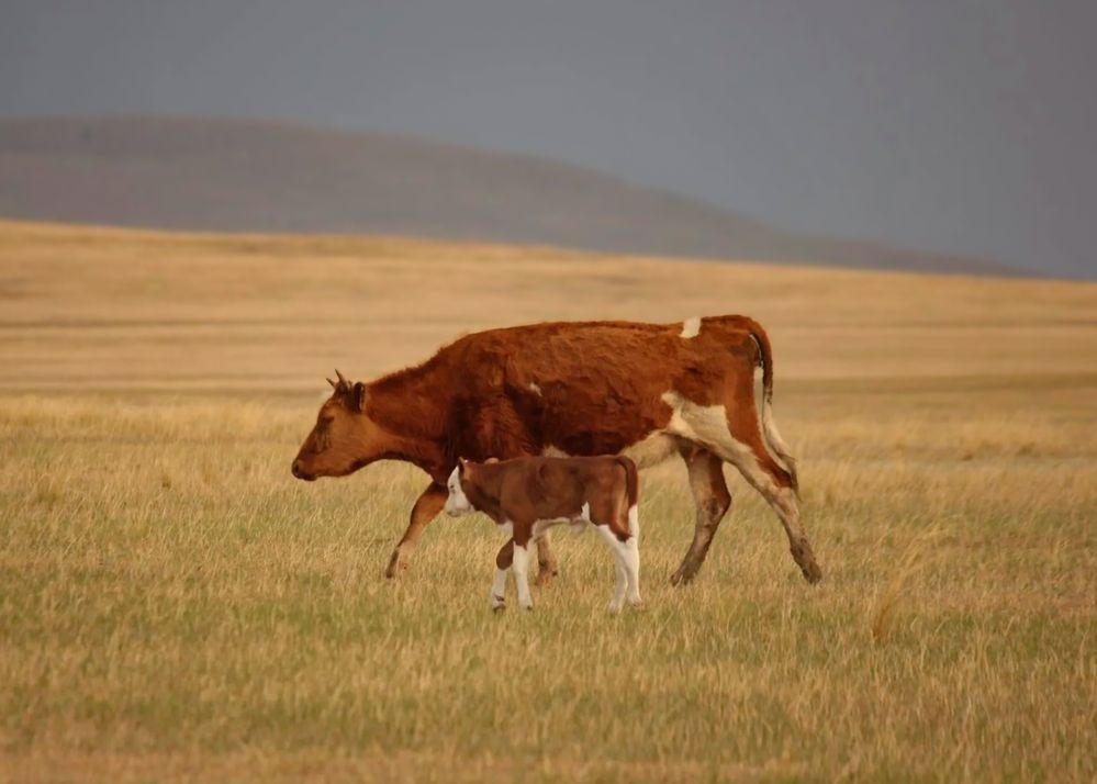 Корова с телёнком в Забайкальской степи