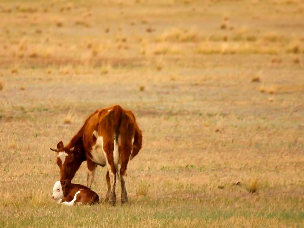 Корова с телёнком в Забайкальской степи