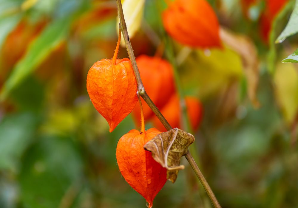 Photograph by Александр Гусев