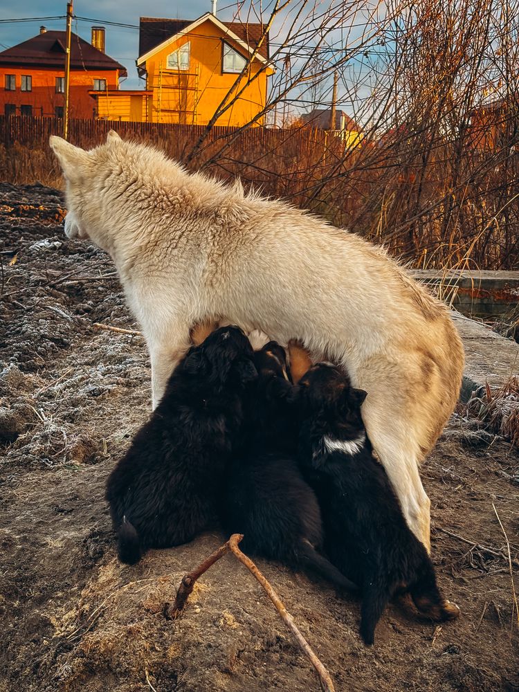 Photograph by Алёна Горошко