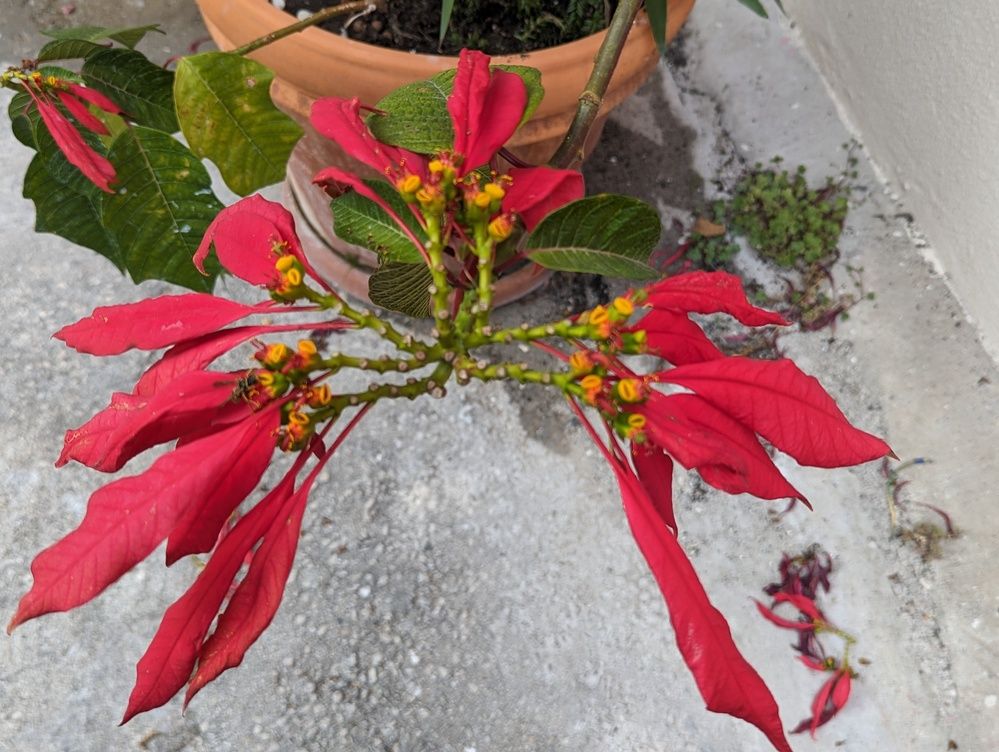 Фотография автора Rafaela Gomes