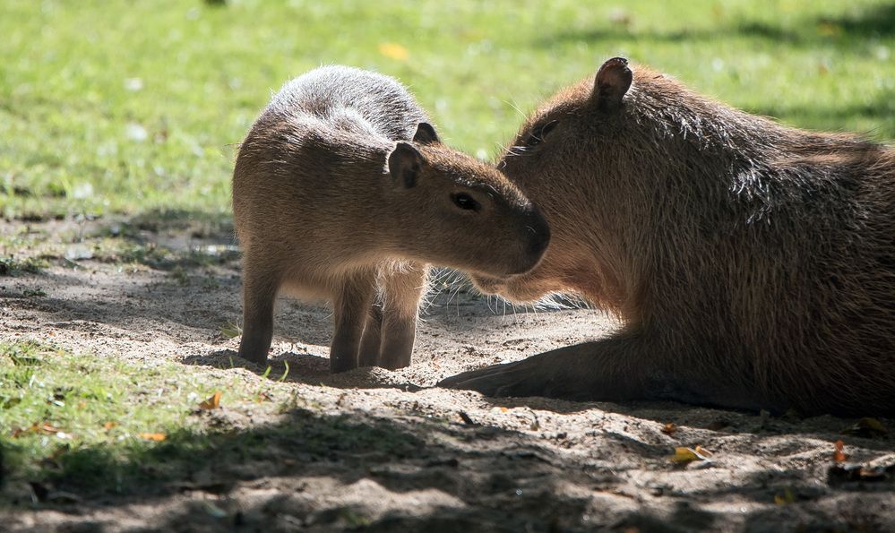 Photograph by Владимир Безбородов