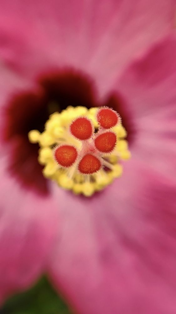 The aerial view of Stigmas of Hibiscus