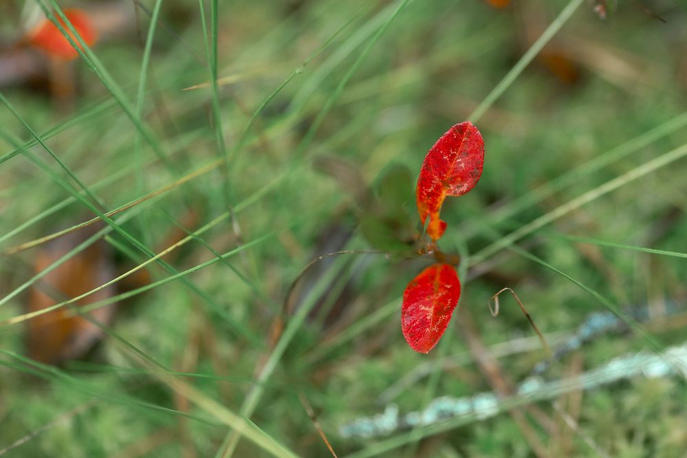Photograph by Чистякова Валерия