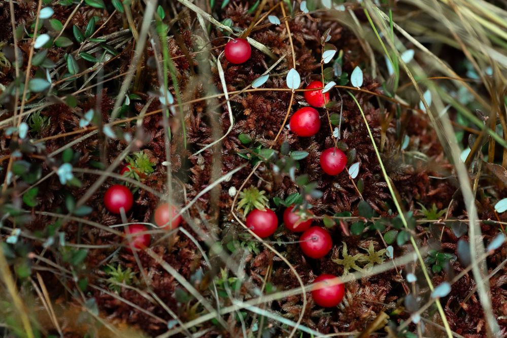 Photograph by Чистякова Валерия