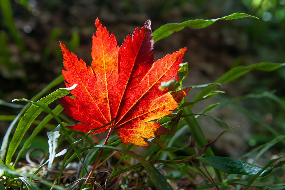 Photograph by Ольга Мусиенко