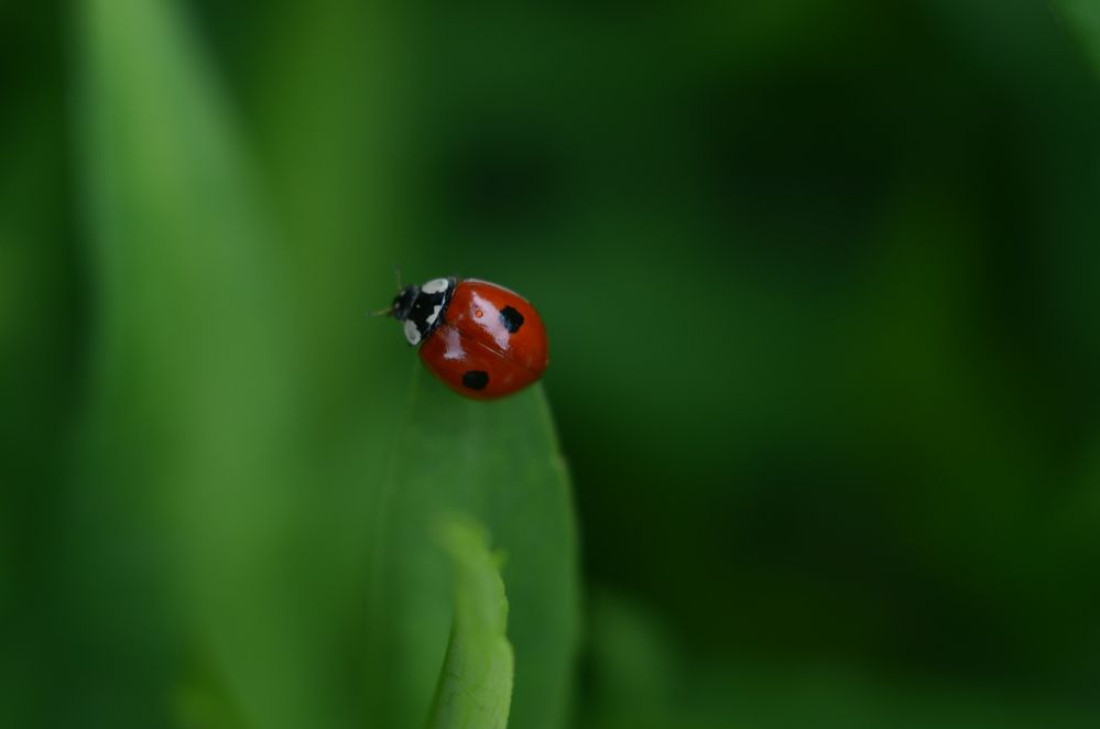 Фотография автора Наталья Алексеева