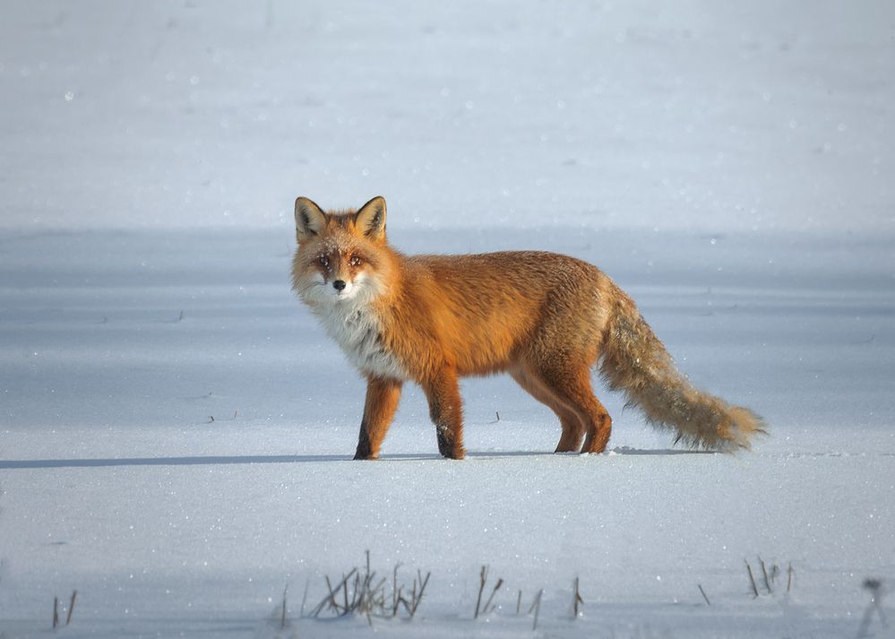 Фотография автора Andrew Kuzmin