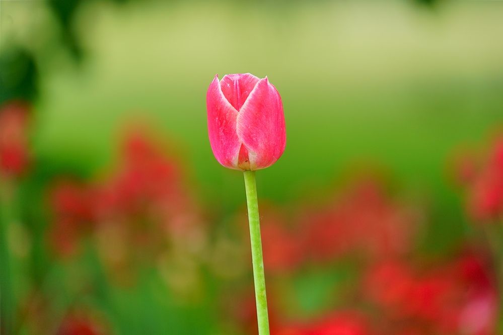 Фотография автора Sergej Roor