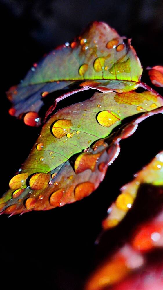 Photograph by Javad Tafti Farashah