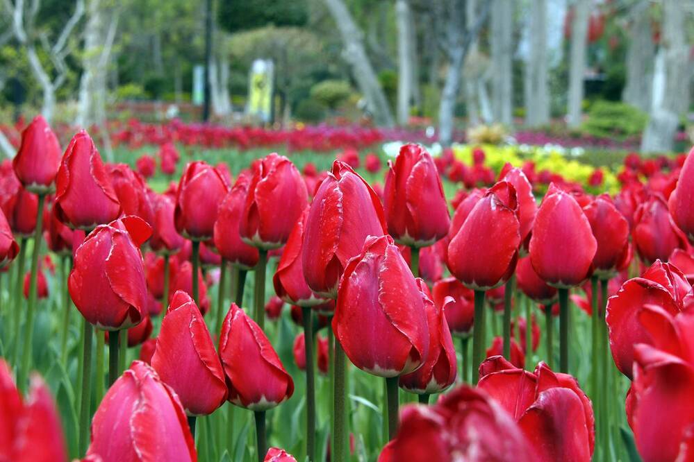 Photograph by Javad Tafti Farashah