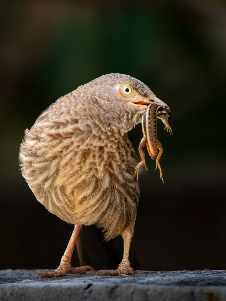 a Jungle Babbler clutching its prey