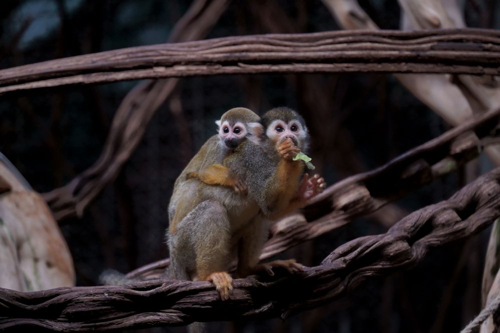 Фотография автора Sergej Roor