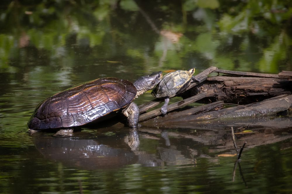 Photograph by Nijas Mohamed