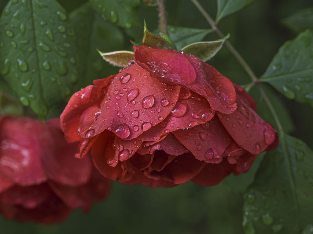 Photograph by Борис Полтавец