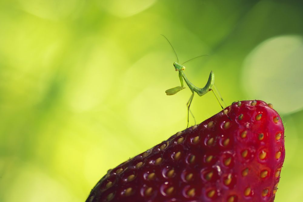 Photograph by Тараненко Анжелика