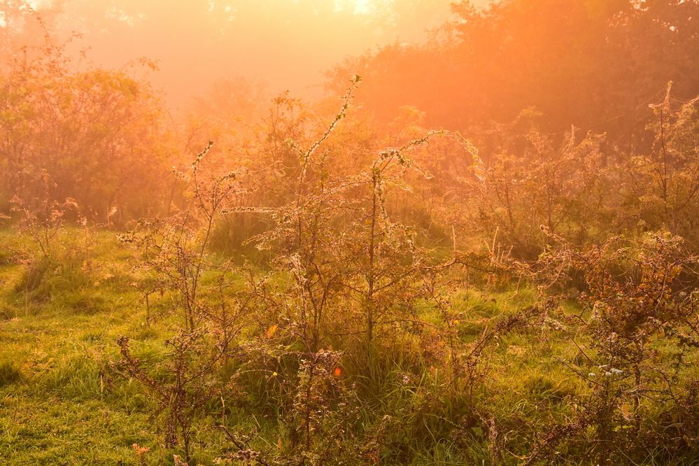 Восход в тумане на лугу.