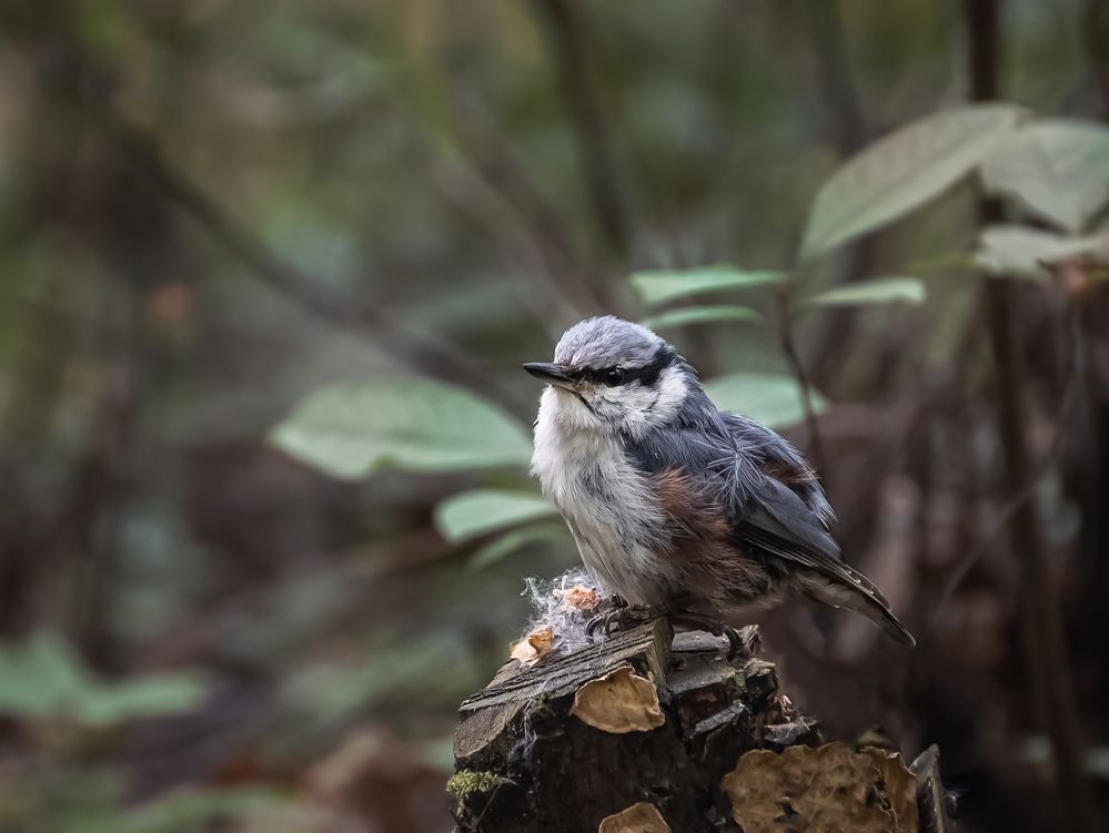 Фотография автора Александра Щирова