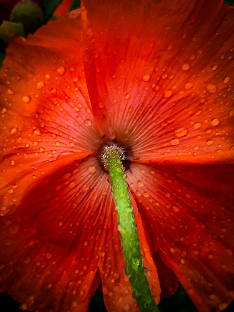 Photograph by Andrey Purtov