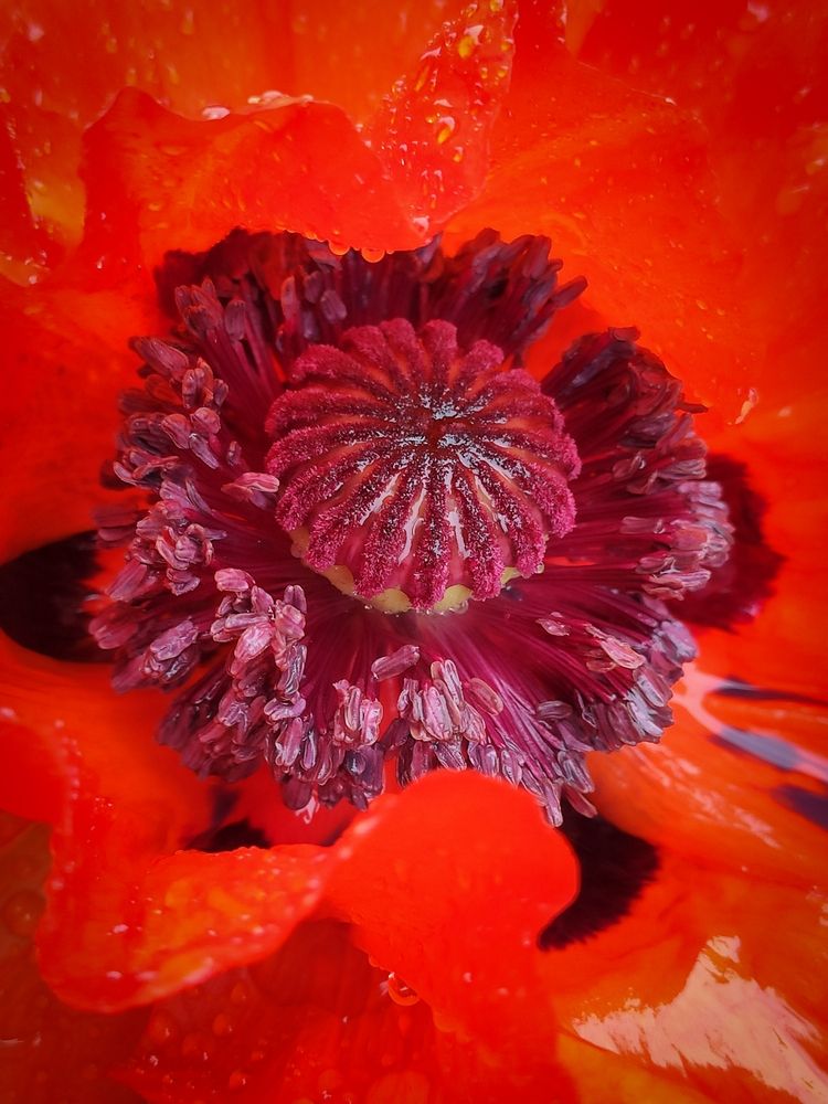 Photograph by Andrey Purtov